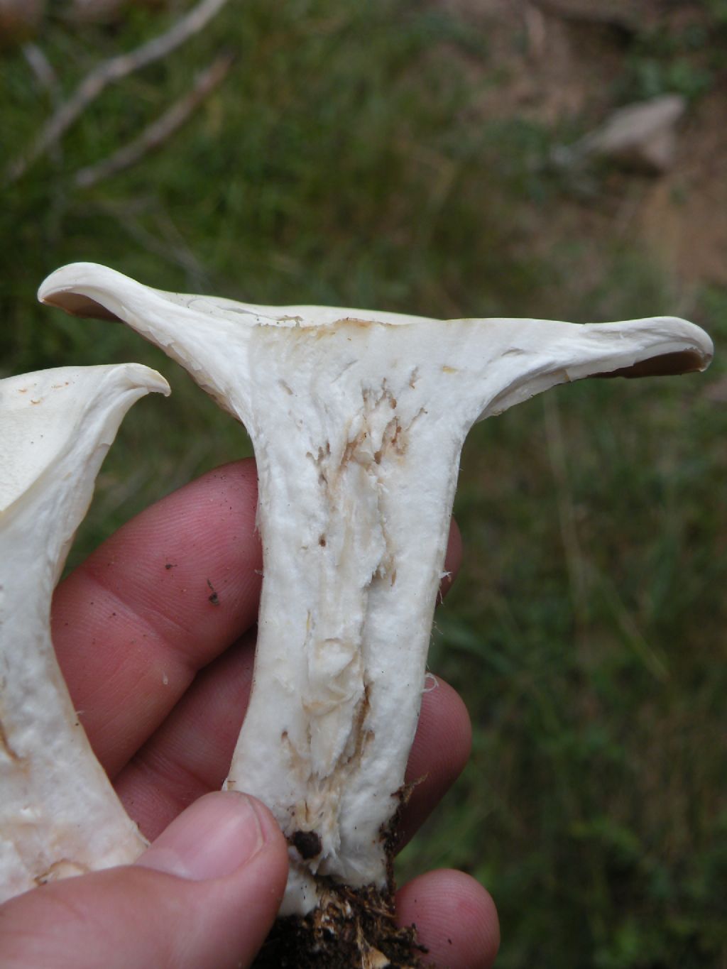 Clitocybe phyllophila? Chiss...